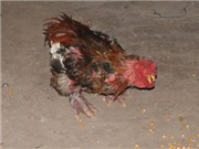 Bóng đá anh, ngoại hạng anh, lịch thi đấu euro 2012, Chi chục triệu mua gà Đông Cảo ăn Tết